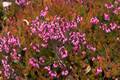 Erica carnea Vivellii IMG_9448 Wrzosiec czerwony